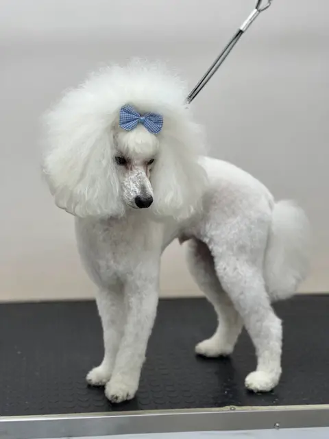 Konyaaltı As Pet Kuaför | грумер & PETSHOP fotoğraf 3