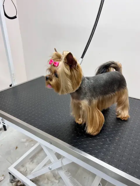 Konyaaltı As Pet Kuaför | грумер & PETSHOP fotoğraf 4