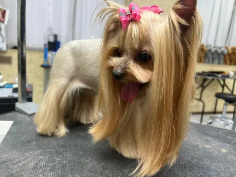 Konyaaltı As Pet Kuaför | грумер & PETSHOP fotoğraf 5