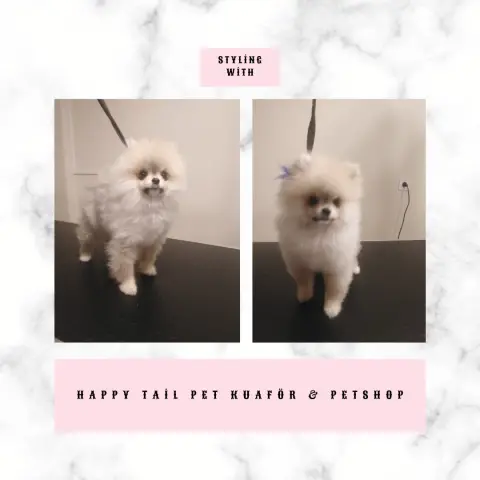 Happy Tail Pet Kuaför & Petshop fotoğraf 2