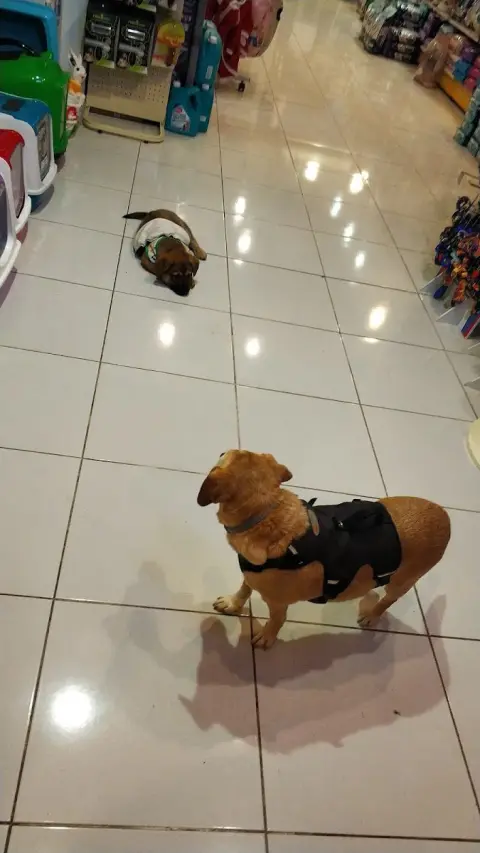 Petfony Petshop ve Pet Kuaför fotoğraf 2