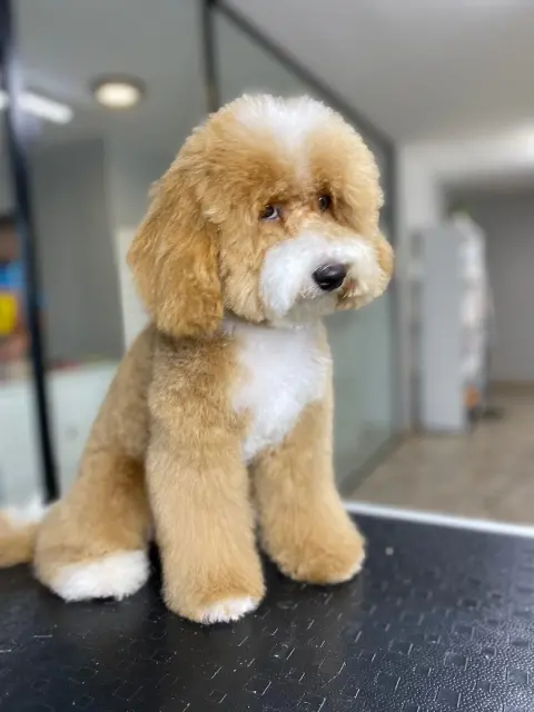 Makas Pet Kuaför Shop Otel fotoğraf 2