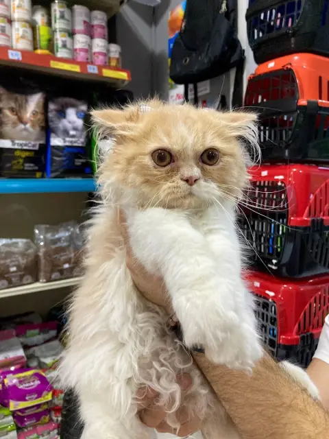 Lider Plus Pet Shop & Pet Kuaför fotoğraf 3
