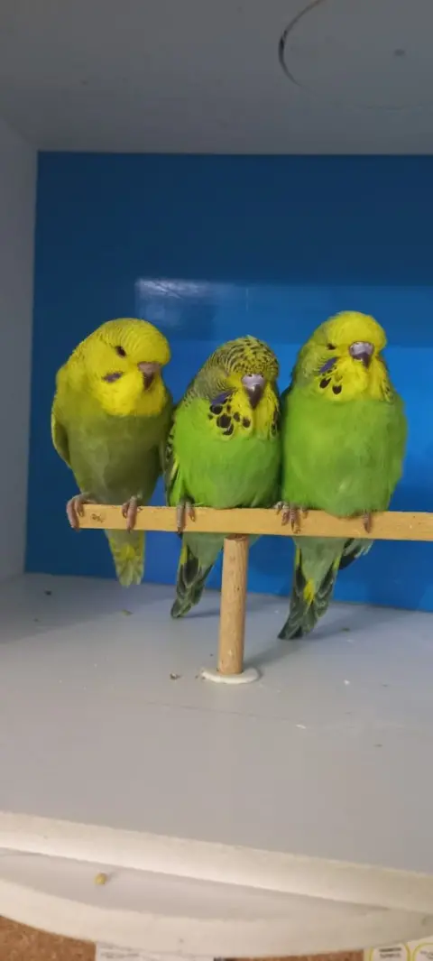 Lider Plus Pet Shop & Pet Kuaför fotoğraf 4