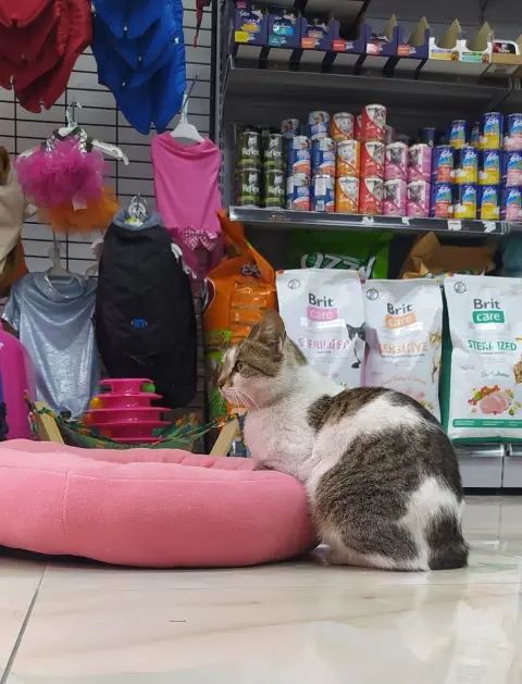 Ada petshop & Ruby pet kuaför fotoğraf 4