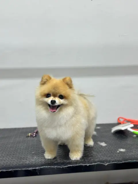 MiPati Pet Kuaför & Shop fotoğraf 4