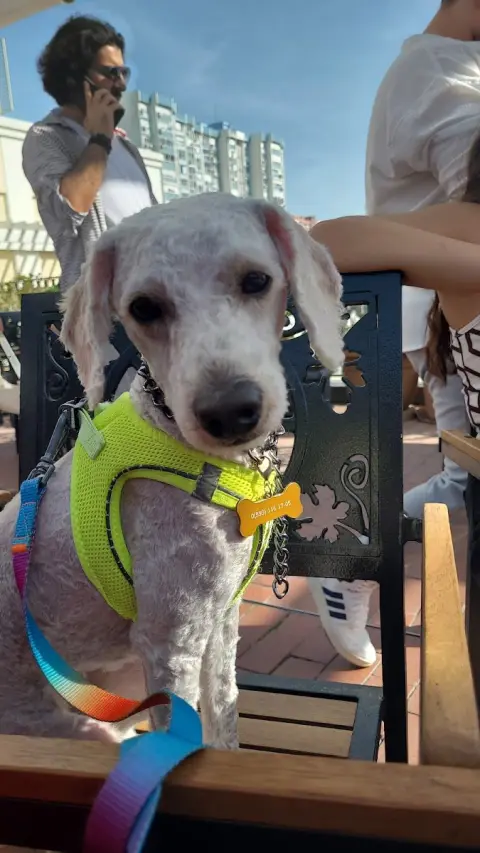 woof gang pet kuaför fotoğraf 5