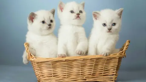 Pet Kuaför Zonguldak fotoğraf 3