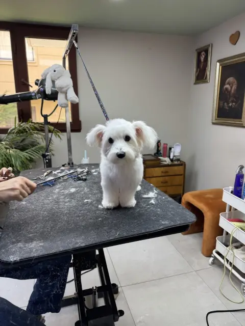 Pawofdog Pet Kuaför + Boutique fotoğraf 3