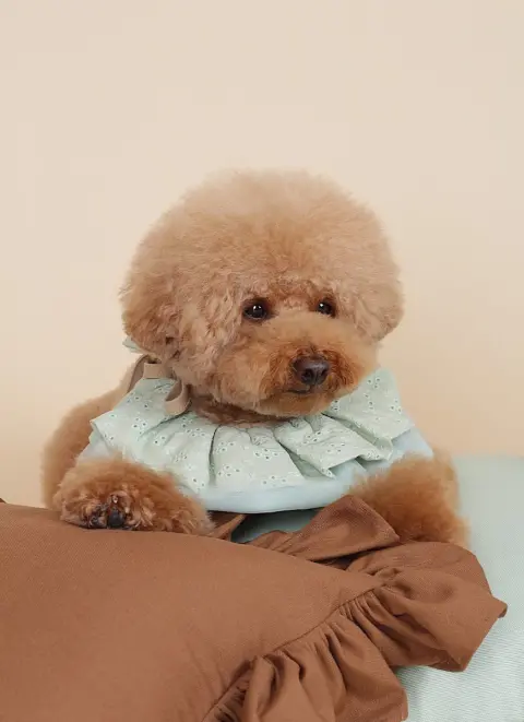 Pawofdog Pet Kuaför + Boutique fotoğraf 5