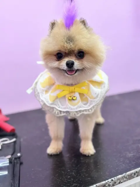 Pet Kuaför Cansu fotoğraf 2