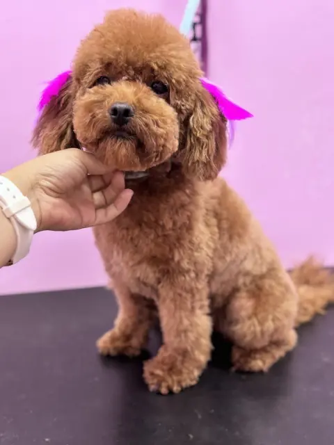 Pet Kuaför Cansu fotoğraf 3