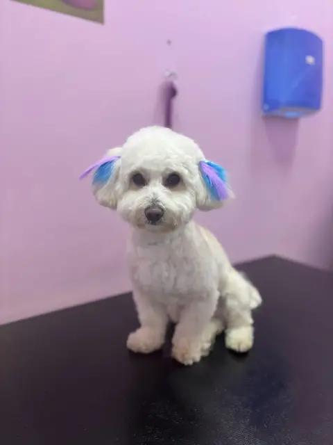 Pet Kuaför Cansu fotoğraf 4