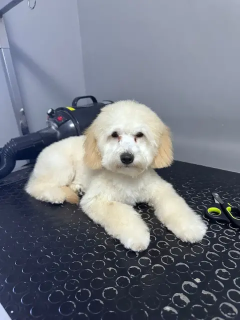 Kavacık Pet Kuaför fotoğraf 2