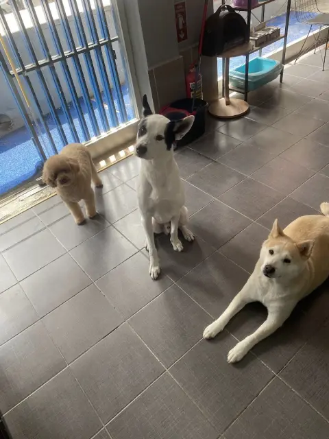 Kavacık Pet Kuaför fotoğraf 4