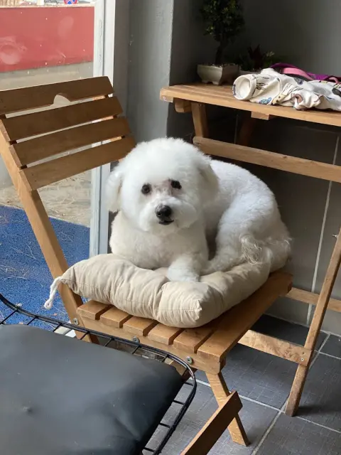Kavacık Pet Kuaför fotoğraf 5