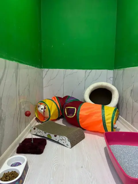 Darıca Kedi Oteli ve Pet Kuaför fotoğraf 2