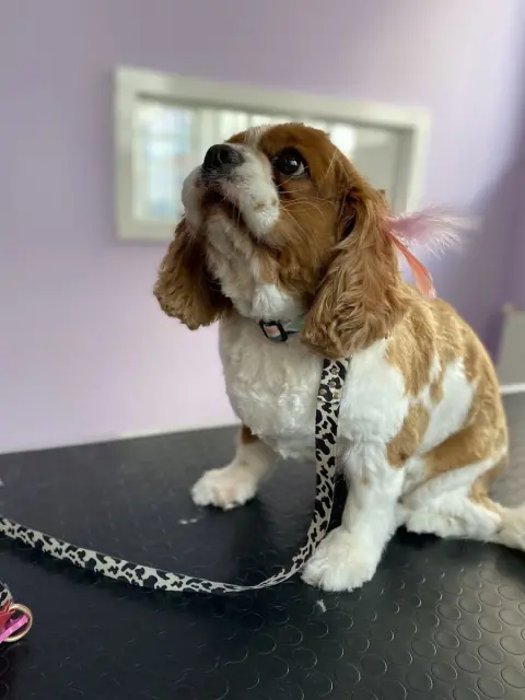 Boop Pet Kuaför Edirne fotoğraf 2