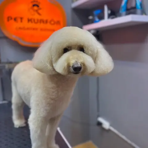 Pet Kuaför ÇAĞATAY GÜVEN fotoğraf 2