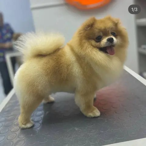 Pet Kuaför ÇAĞATAY GÜVEN fotoğraf 3