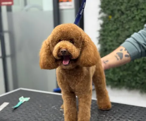 Beşiktaş Pet Kuaför fotoğraf 2