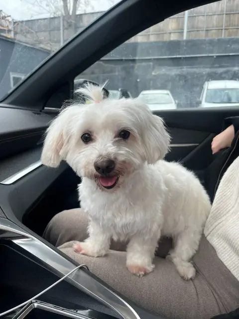 Beşiktaş Pet Kuaför fotoğraf 3