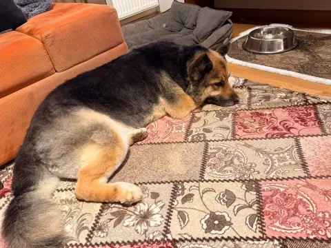 Beşiktaş Pet Kuaför fotoğraf 5