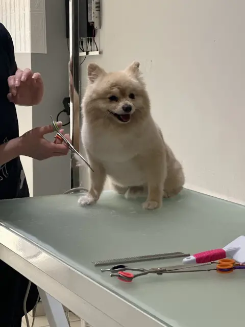 Cabi Pet Kuaför fotoğraf 4
