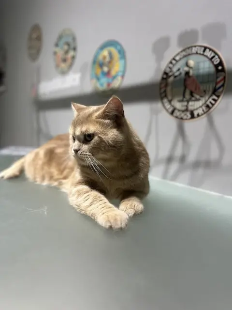 Cabi Pet Kuaför fotoğraf 5