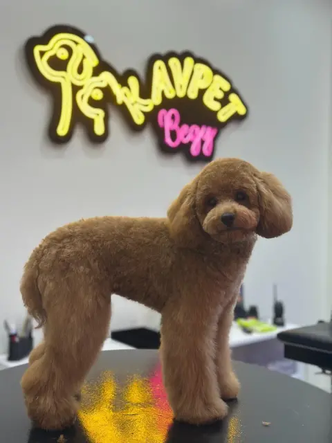 Kavpet Petshop & Pet Kuaför fotoğraf 3