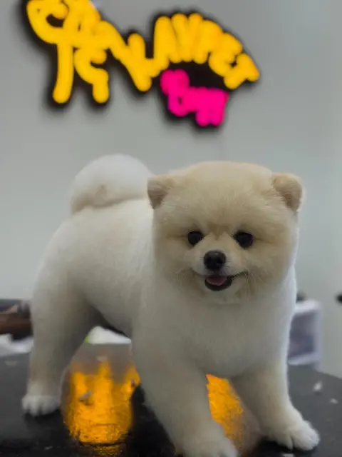 Kavpet Petshop & Pet Kuaför fotoğraf 4
