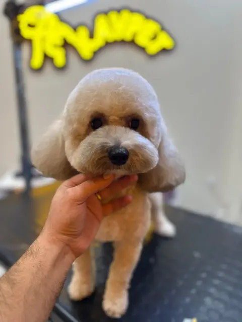 Kavpet Petshop & Pet Kuaför fotoğraf 5