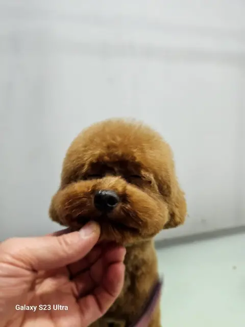 Perla pet kuaförü (Suadiye Kozyatağı Bostancı) fotoğraf 2