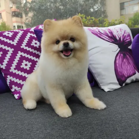 Perla pet kuaförü (Suadiye Kozyatağı Bostancı) fotoğraf 3