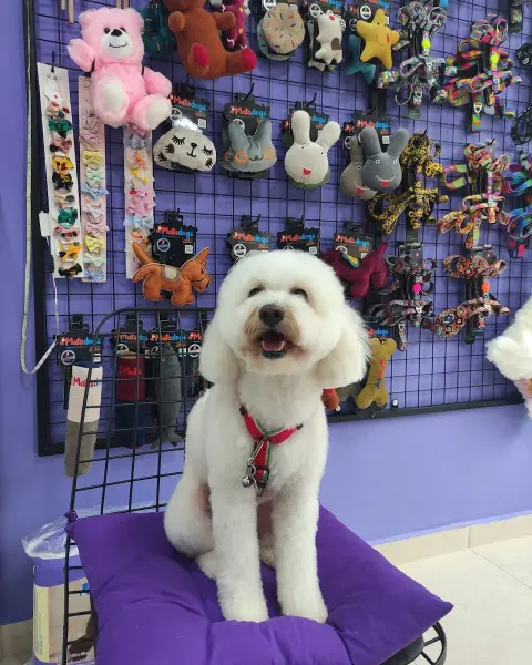 Perla pet kuaförü (Suadiye Kozyatağı Bostancı) fotoğraf 4