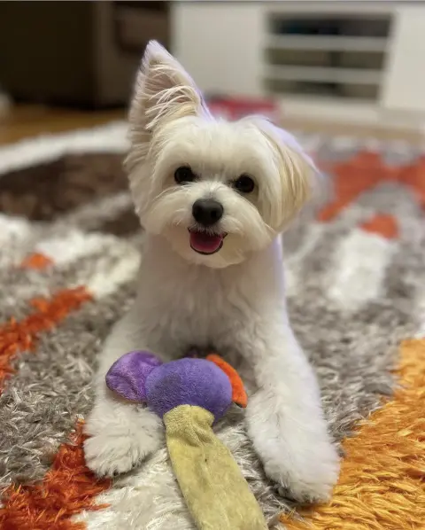 Perla pet kuaförü (Suadiye Kozyatağı Bostancı) fotoğraf 5
