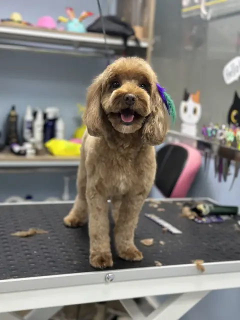 Huinan Pet shop & Pet kuaför & Pet butik fotoğraf 4