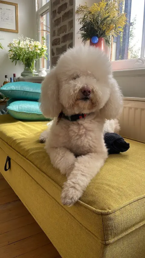 Snoopy Pet Kuaförü fotoğraf 2