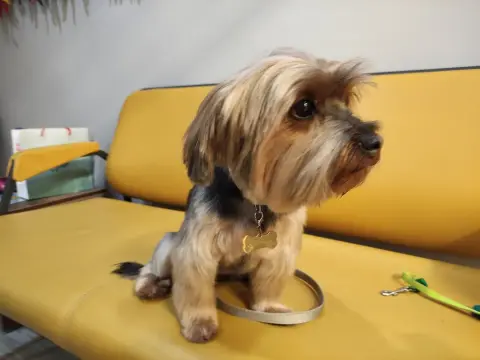Snoopy Pet Kuaförü fotoğraf 3