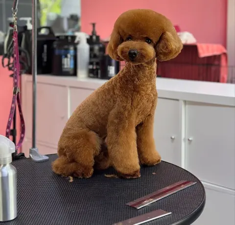 Erkin’in Pet Kuaför Salonu fotoğraf 2