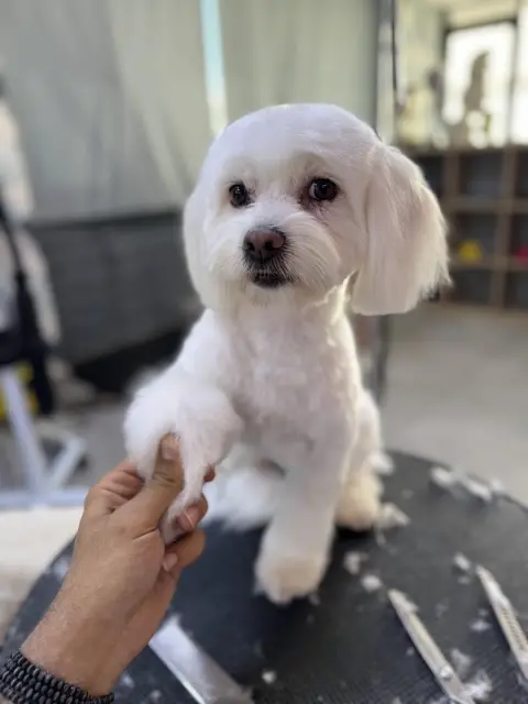 Erkin’in Pet Kuaför Salonu fotoğraf 3