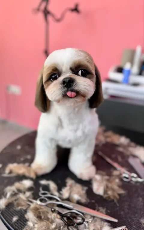 Erkin’in Pet Kuaför Salonu fotoğraf 5