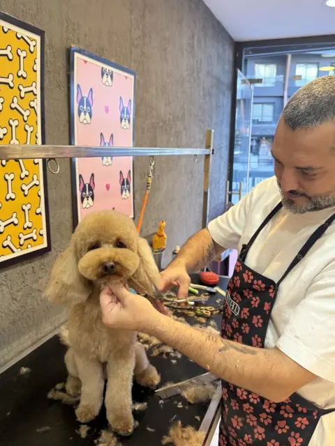Patişörler Pet Kuaför fotoğraf 3