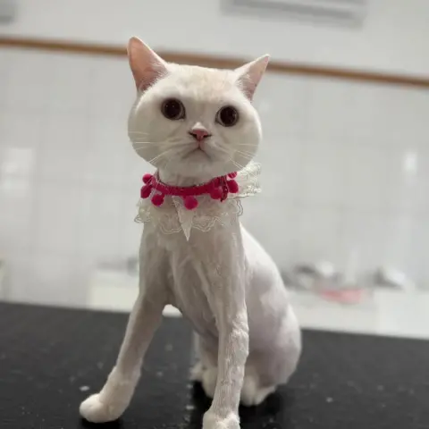 Alâ Pet Kuaför fotoğraf 2