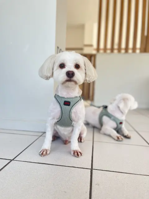 Alâ Pet Kuaför fotoğraf 3
