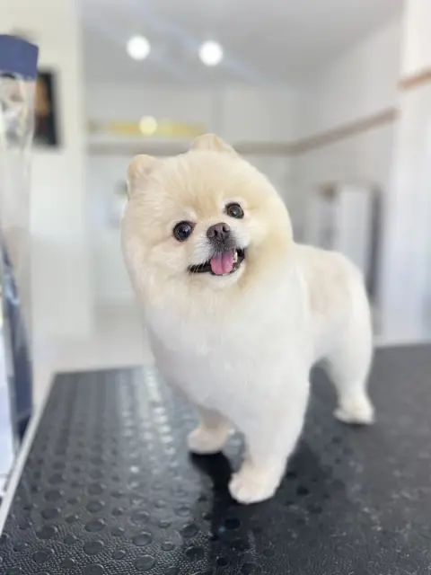 Alâ Pet Kuaför fotoğraf 5