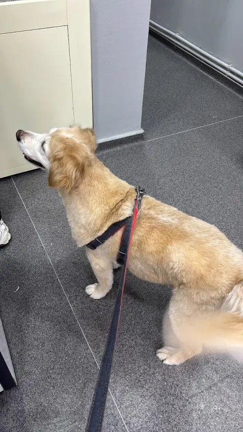Eva Rossa Pet Kuaför fotoğraf 4