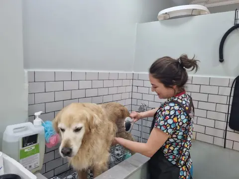 Elvis Pet Kuaför Kadıköy fotoğraf 2