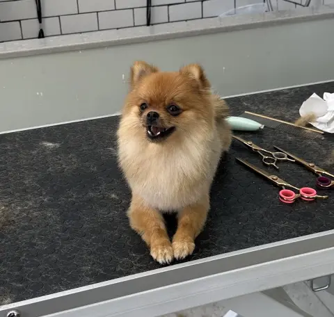 Elvis Pet Kuaför Kadıköy fotoğraf 3