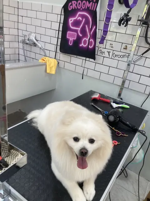 Elvis Pet Kuaför Kadıköy fotoğraf 4
